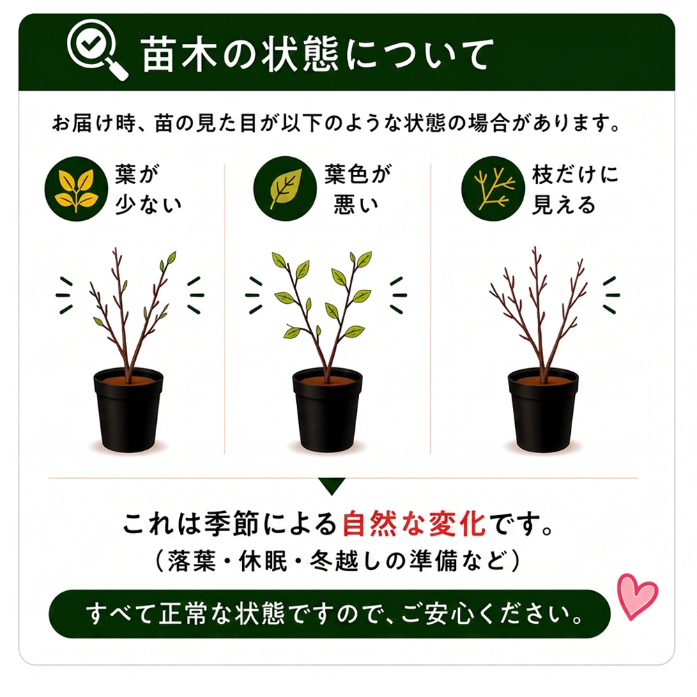 予約販売