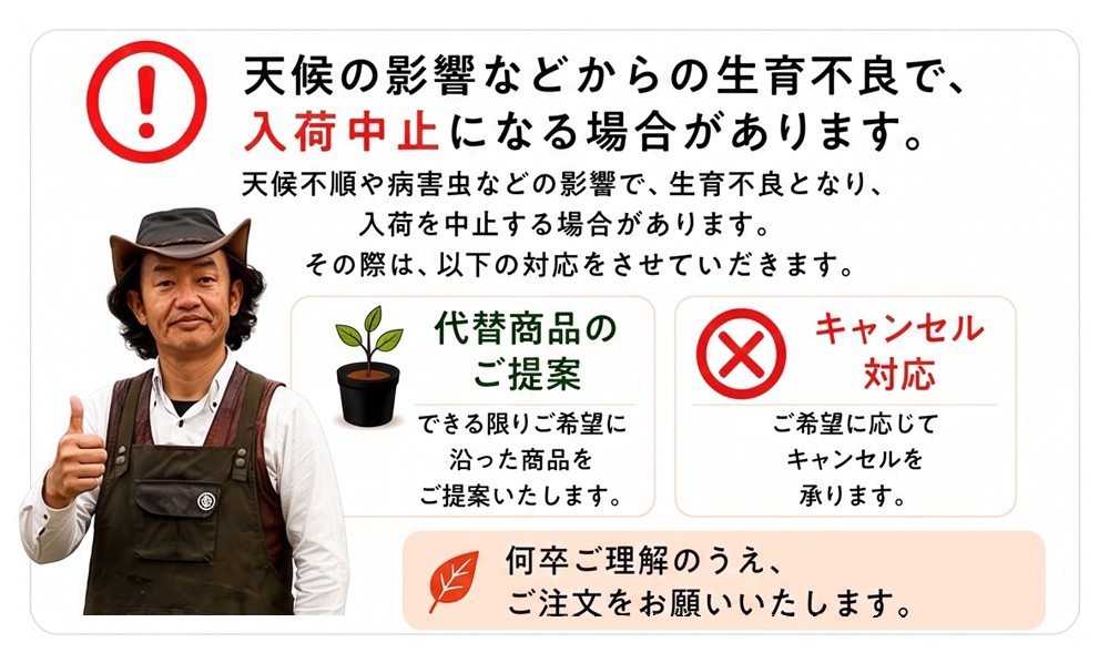 予約販売
