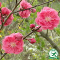 はなもも ハナモモ（花桃）：花桃・ピンク花 | nae-ya｜herbal tree shop