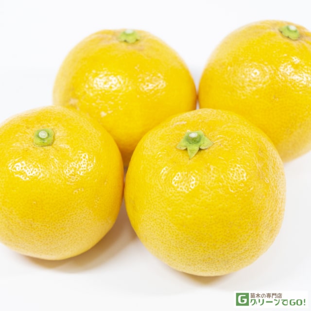 レモン 苗木 【スイートレモネード】 2年生 接ぎ木 スリット鉢植え