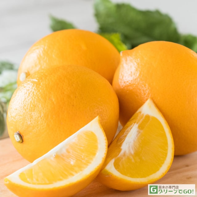 レモン 苗木 【選抜トゲなし マイヤーレモン 「爽」】 2年生 接ぎ木